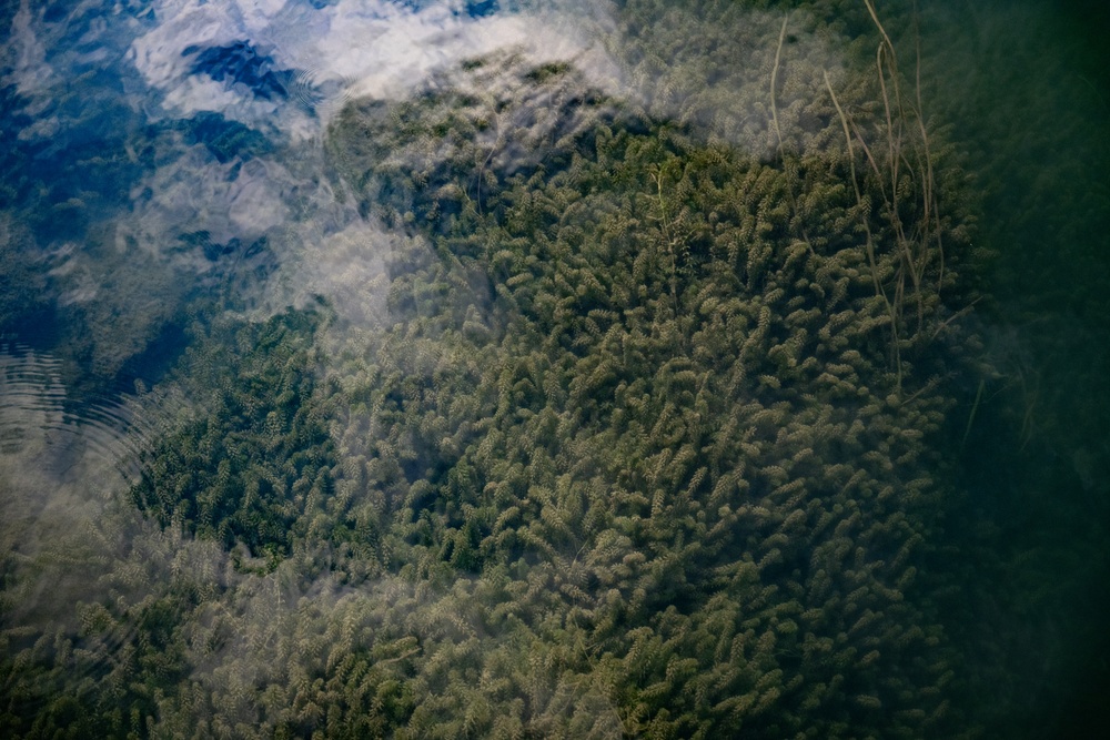 Annual Hydrilla Treatment in the Erie Canal