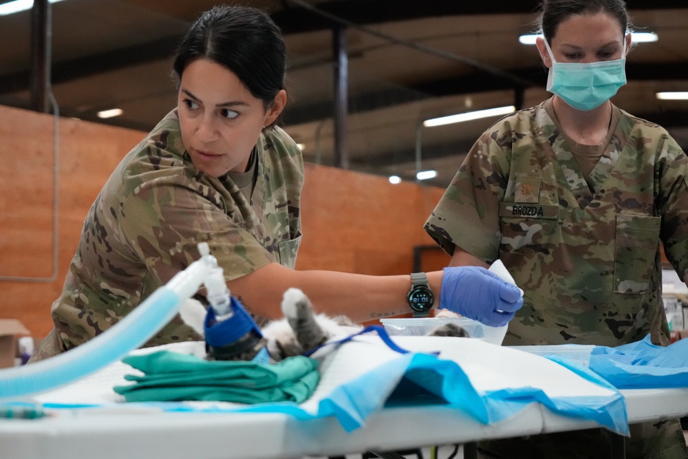 Warrior Medics Provide Life Saving Veterinary Care in Montana