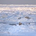 U.S. Coast Guard Cutter Healy underway in the Arctic