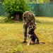 Combined Military Working Dog Detachment - Europe Certifications
