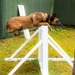 Combined Military Working Dog Detachment - Europe Certifications