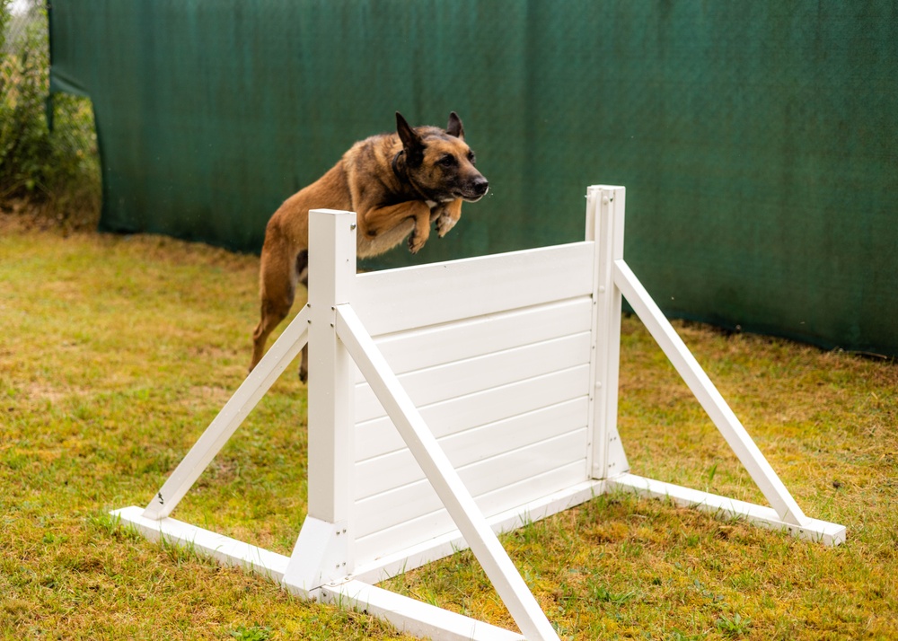 Combined Military Working Dog Detachment - Europe Certifications