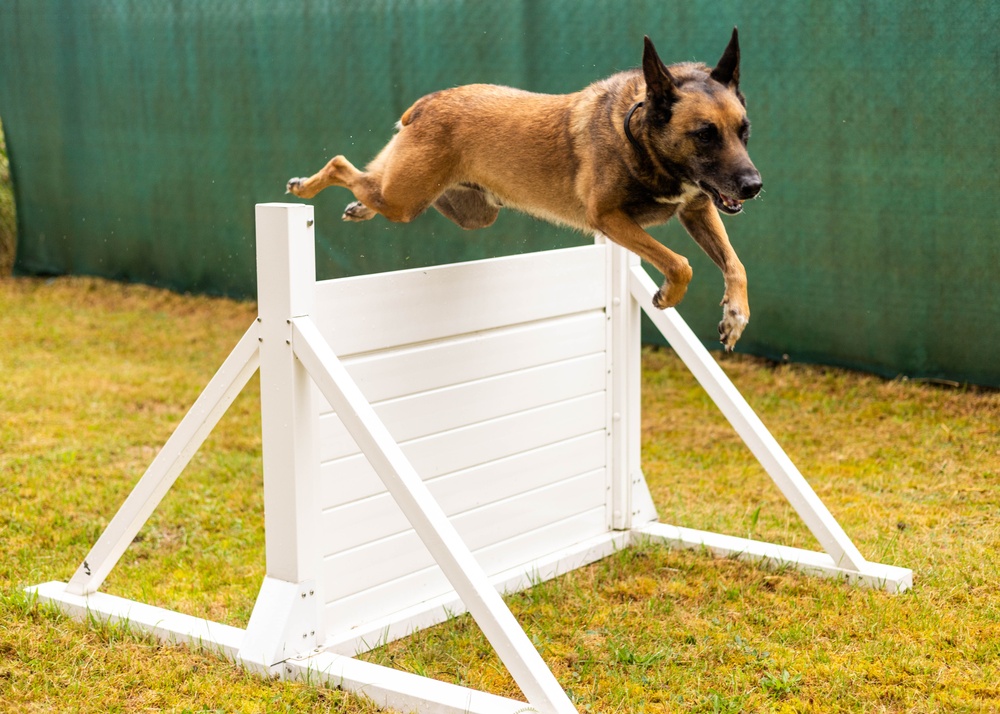 Combined Military Working Dog Detachment - Europe Certifications