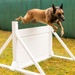 Combined Military Working Dog Detachment - Europe Certifications