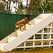 Combined Military Working Dog Detachment - Europe Certifications