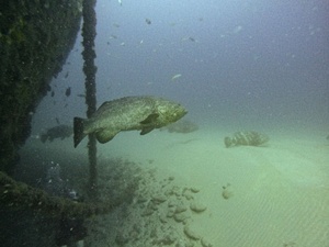 Evening Interview with DJ Diesal