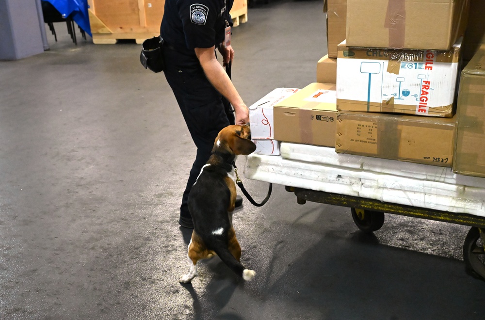 CBP K9 Handlers search for counterfeit pharmaceuticals at JFK