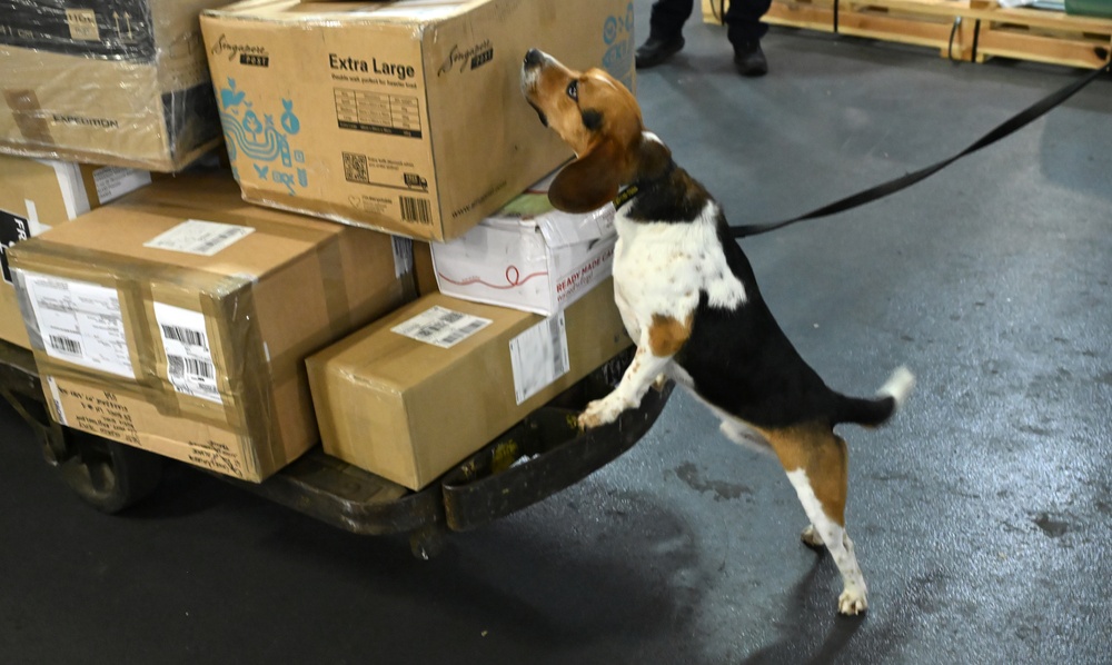 CBP K9 Handlers search for counterfeit pharmaceuticals at JFK