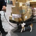 CBP K9 Handlers search for counterfeit pharmaceuticals at JFK