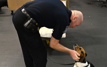 CBP K9 Handlers search for counterfeit pharmaceuticals at JFK