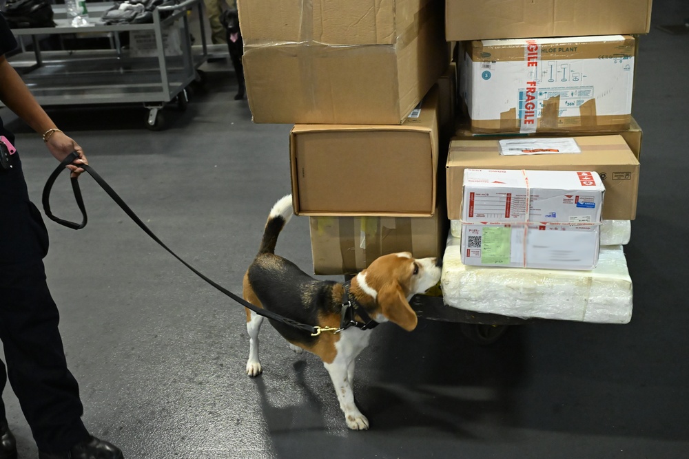 CBP K9 Handlers search for counterfeit pharmaceuticals at JFK