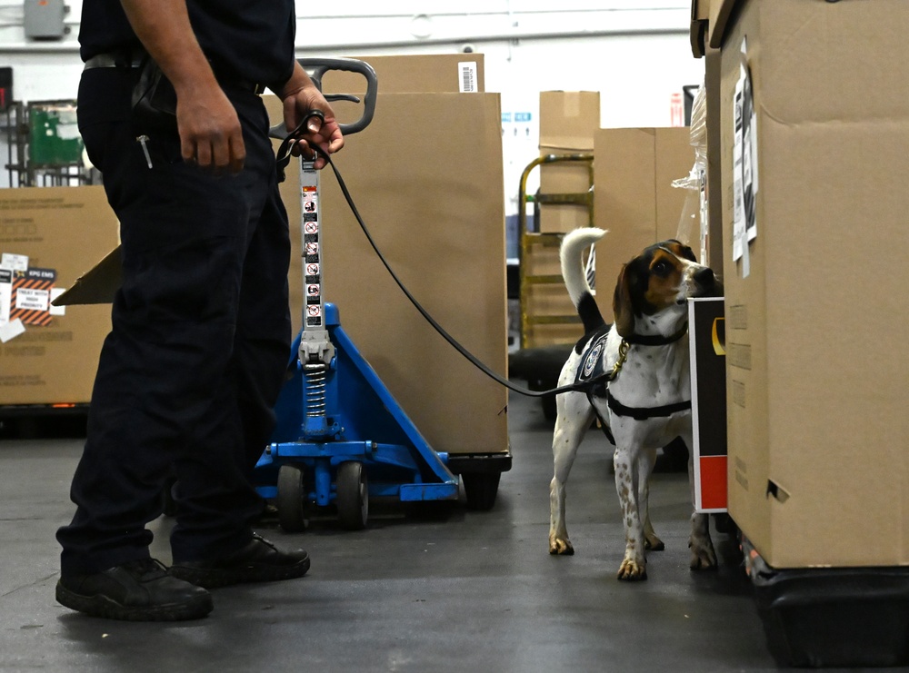 CBP K9 Handlers search for counterfeit pharmaceuticals at JFK