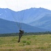 11th Airborne Complete Commerative Jump for National Airborne Day