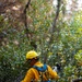 DoD Wildland Firefighting Response