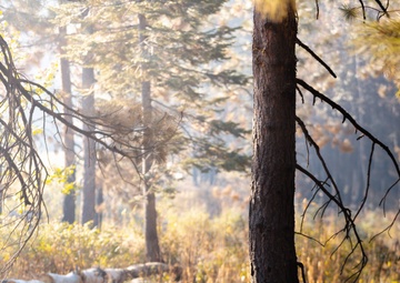 DoD Wildland Firefighting Response