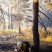 DoD Wildland Firefighting Response