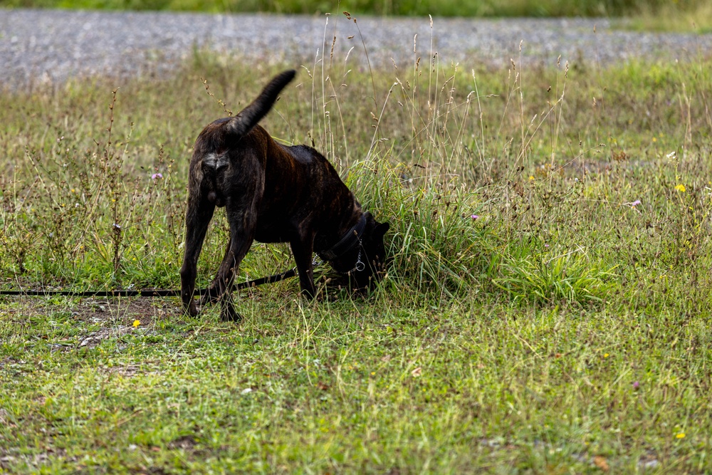 Combined Military Working Dog Detachment - Europe Certifications