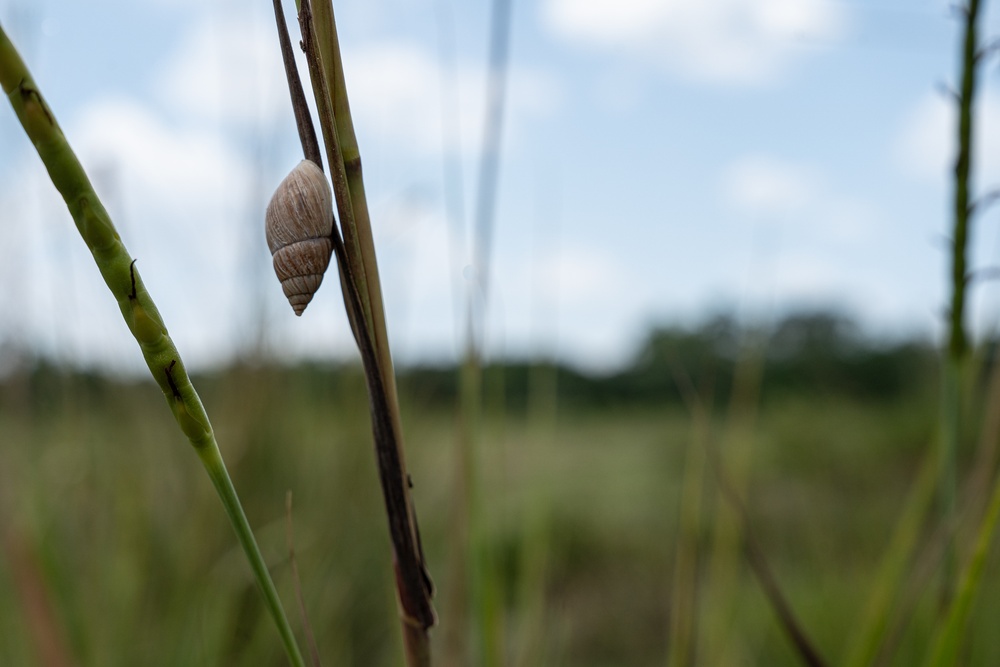Restoring our Land