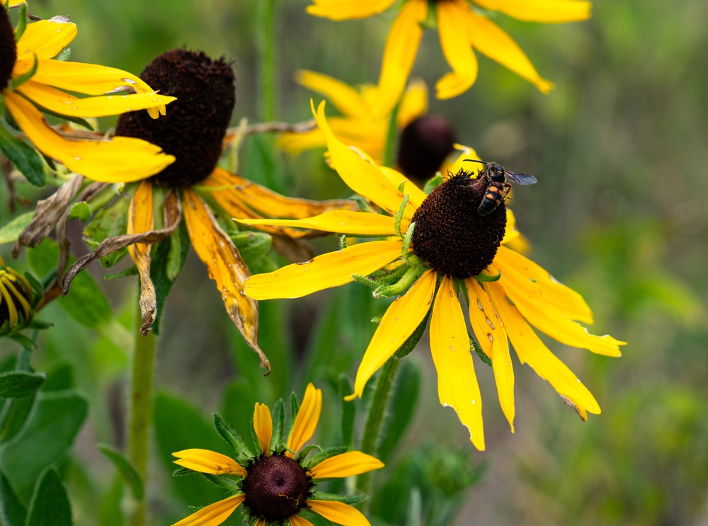 Restoring our Land