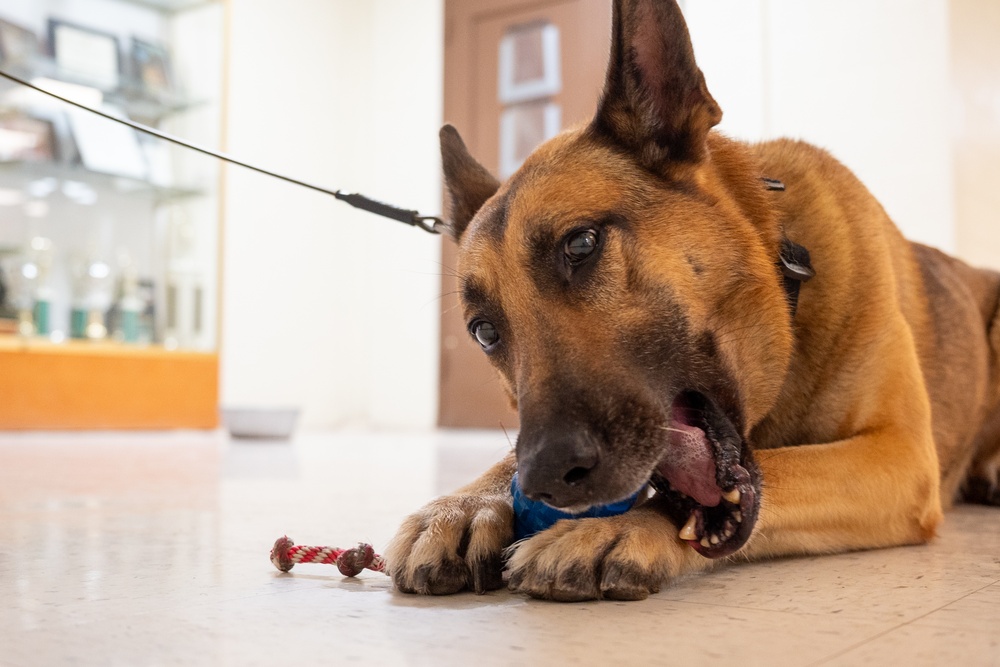 Military working dogs provide partnership, friendship