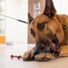 Military working dogs provide partnership, friendship