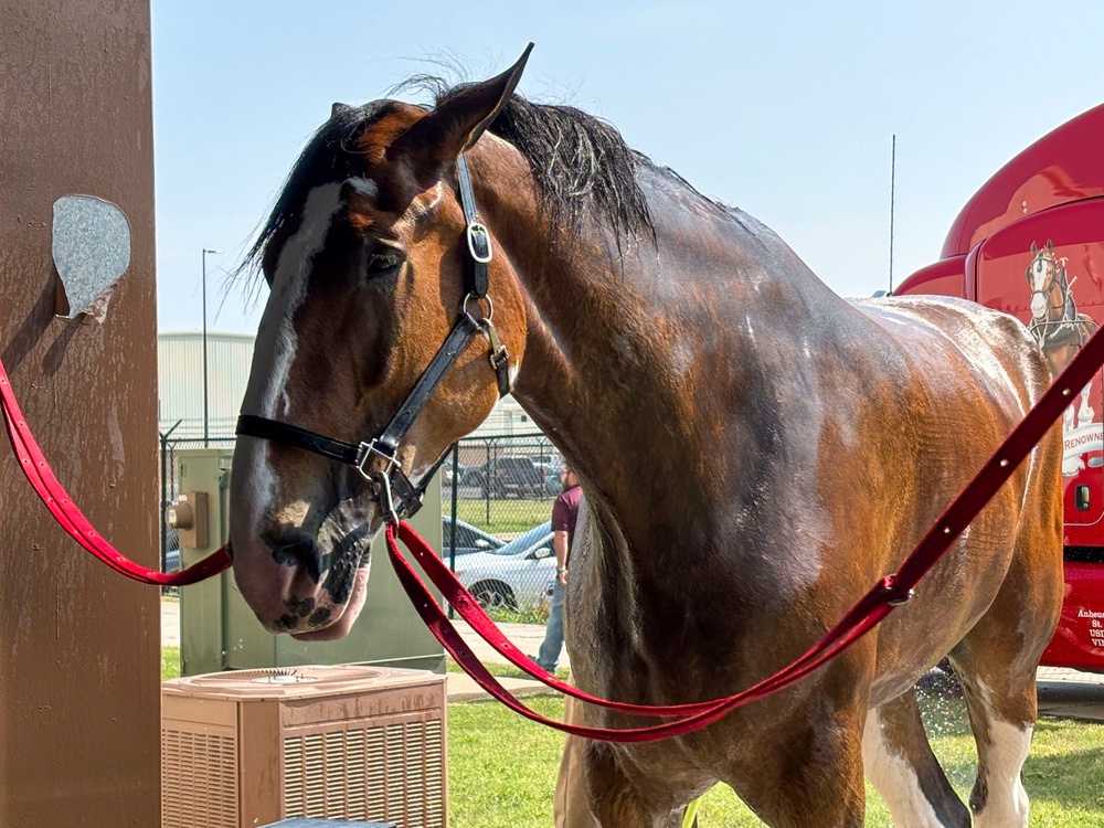 Budweiser Clydesdale Horses prepare for Frontiers in Flight Air Show 2024