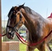 Budweiser Clydesdale Horses prepare for Frontiers in Flight Air Show 2024