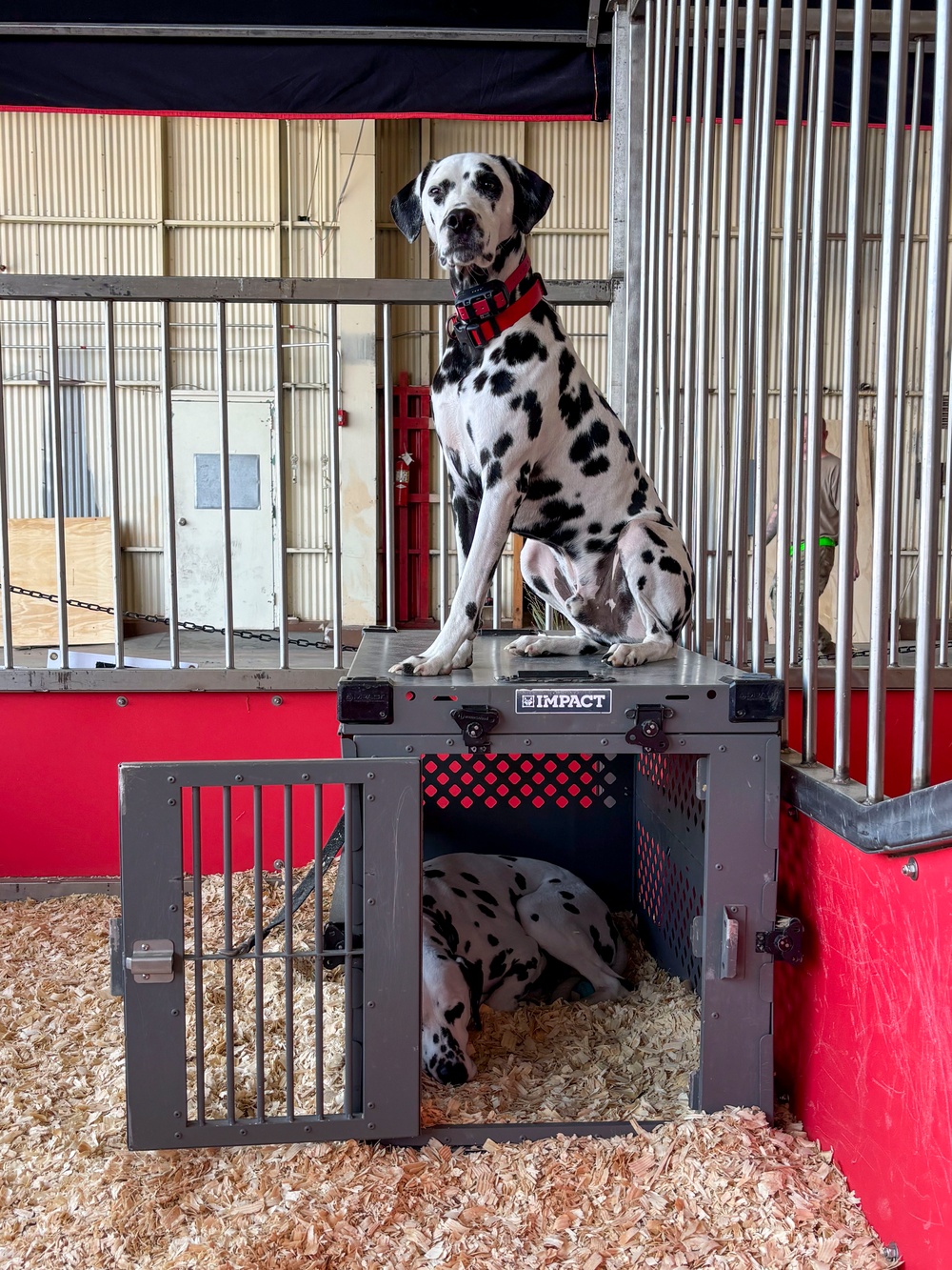 Budweiser Clydesdales prepare for Frontiers in Flight Air Show 2024