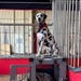 Budweiser Clydesdales prepare for Frontiers in Flight Air Show 2024