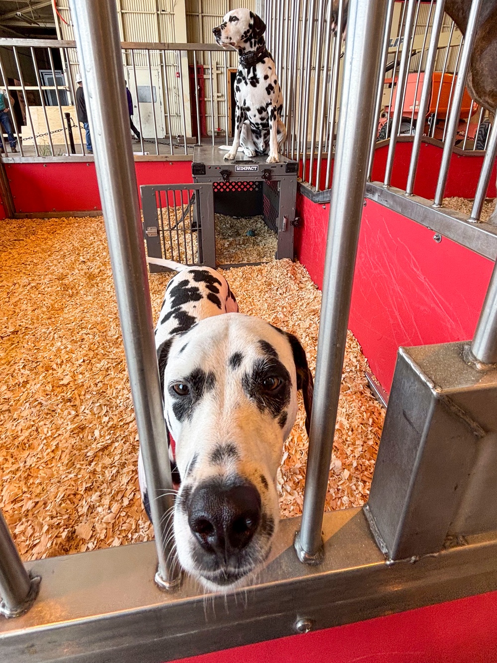 Budweiser Clydesdales prepare for Frontiers in Flight  Air Show 2024