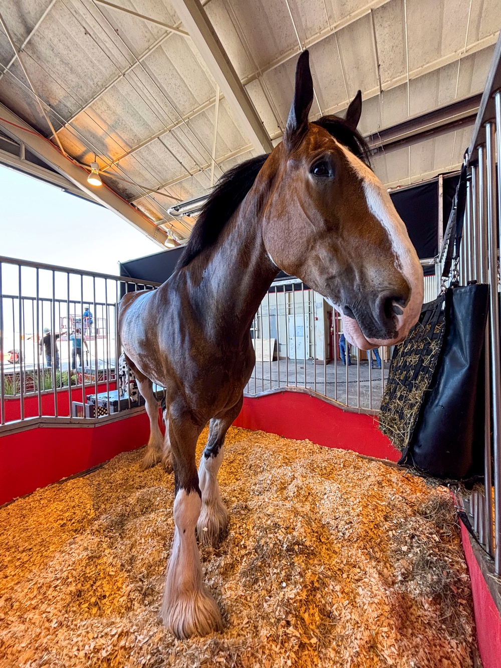 DVIDS Images Budweiser Clydesdales prepare for Frontiers in Flight