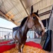 Budweiser Clydesdales prepare for Frontiers in Flight Air Show 2024