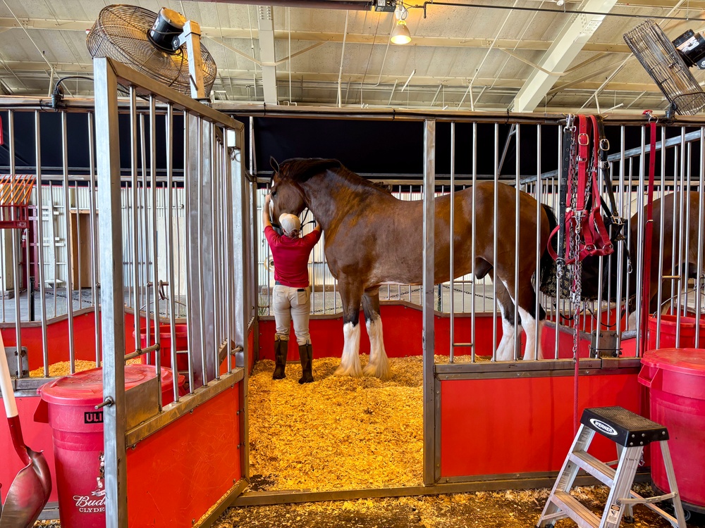 Budweiser Clydesdales prepare for Frontiers in Flight Air Show 2024