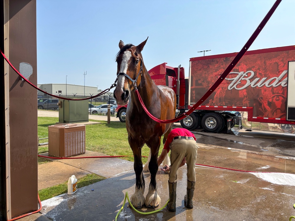 Budweiser Clydesdales prepare for Frontiers in Flight Air Show 2024