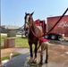 Budweiser Clydesdales prepare for Frontiers in Flight Air Show 2024