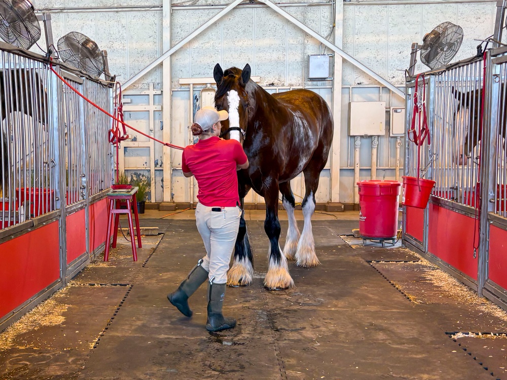 Budweiser Clydesdales prepare for Frontiers in Flight Air Show 2024