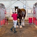 Budweiser Clydesdales prepare for Frontiers in Flight Air Show 2024