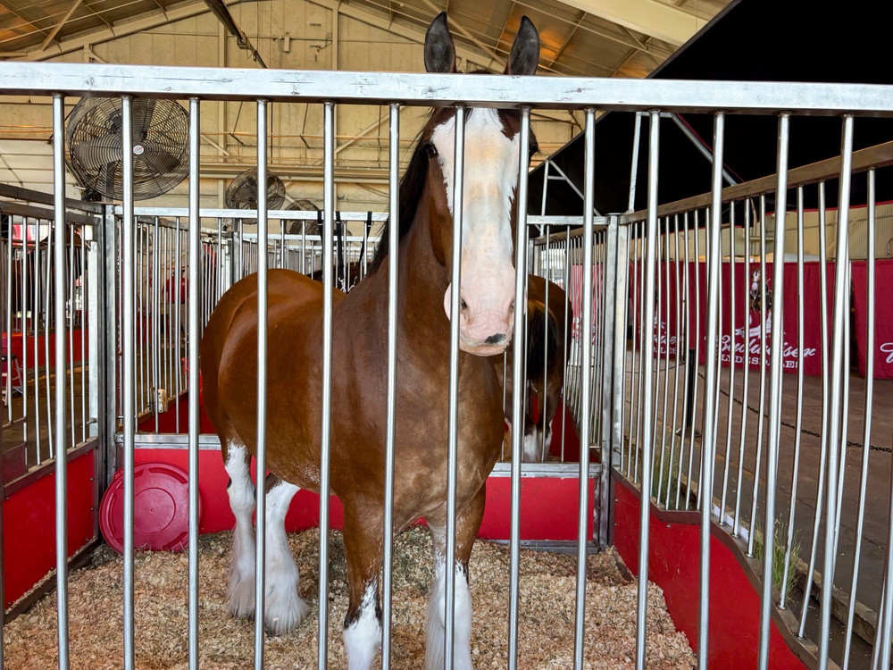 Budweiser Clydesdales prepare for Frontiers in Flight  Air Show 2024