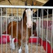 Budweiser Clydesdales prepare for Frontiers in Flight  Air Show 2024