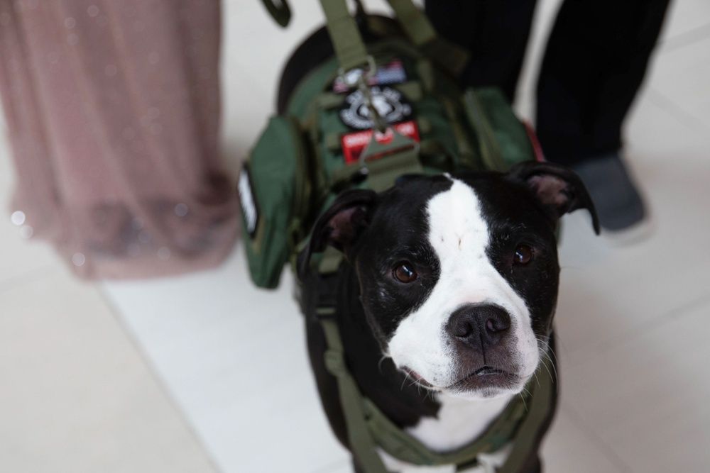 Motor City '24 Service dog Max Montgomery
