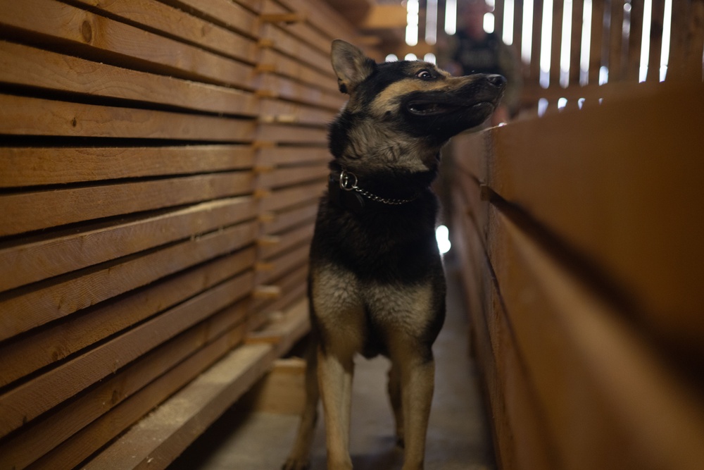 Military Working Dog Certification