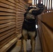 Military Working Dog Certification