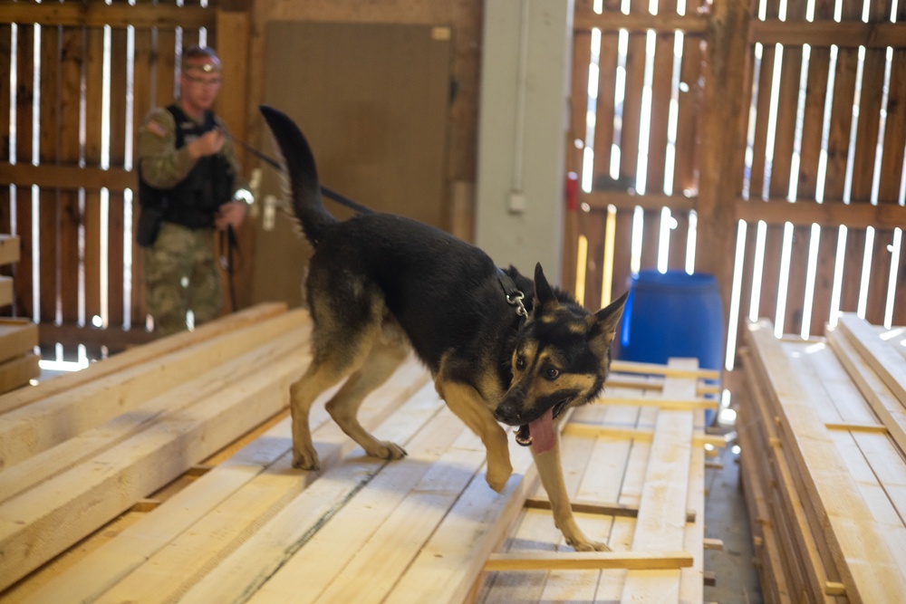 Military Working Dog Certification