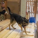Military Working Dog Certification