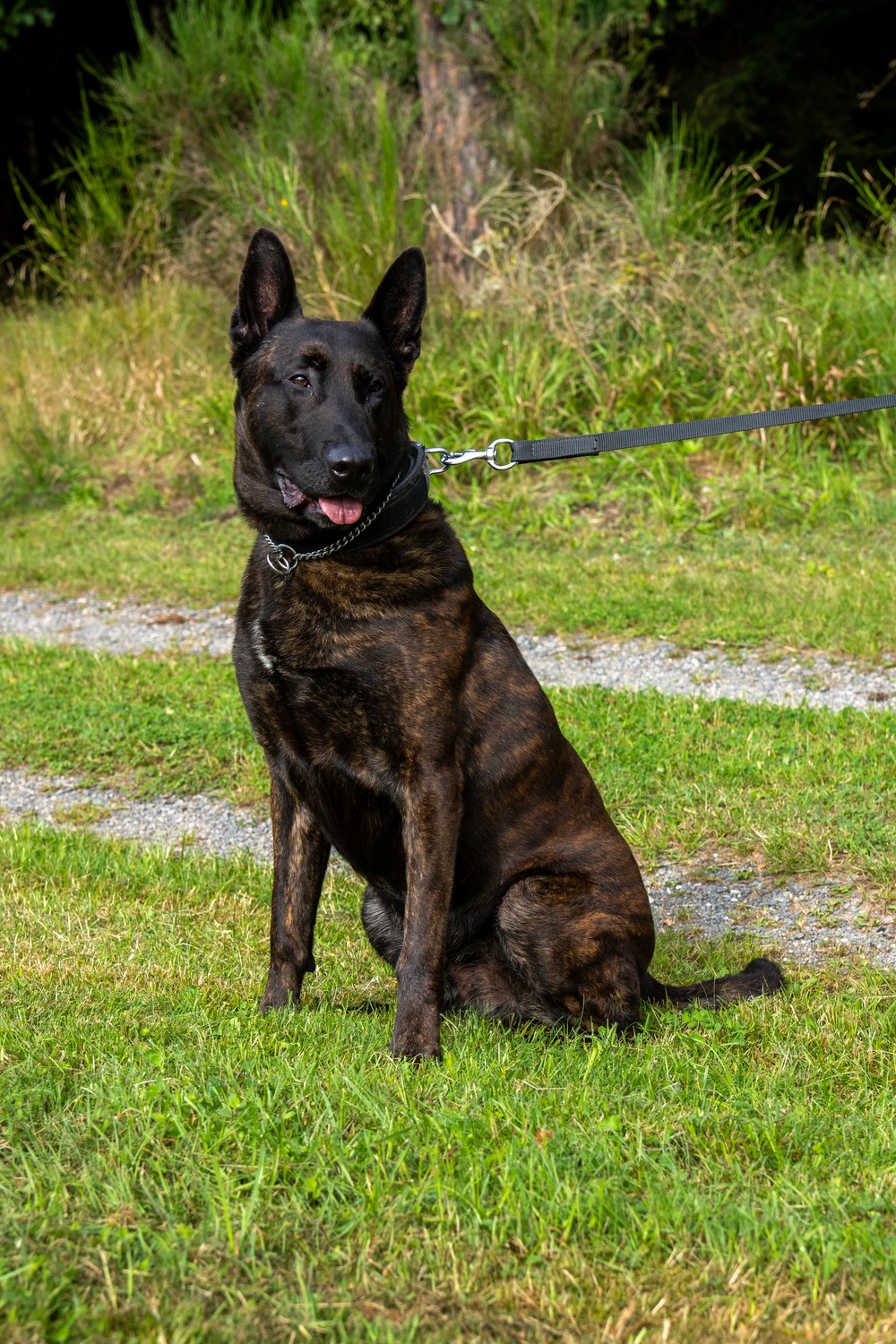Combined Military Working Dog Detachment - Europe Certifications