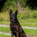 Combined Military Working Dog Detachment - Europe Certifications