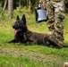 Combined Military Working Dog Detachment - Europe Certifications