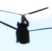 CH-47 Chinook helicopters play big part in supporting 86th Training Division’s CSTX 86-24-02