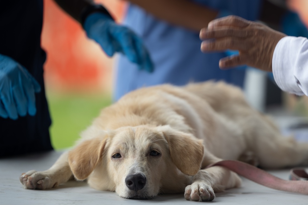 Continuing Promise 2024 personnel provide veterinary assistance at join event in Colón, Panama