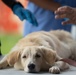 Continuing Promise 2024 personnel provide veterinary assistance at join event in Colón, Panama